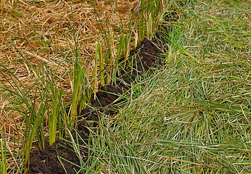 Engineered Nature: Why Industrial-Scale Vetiver is the Gold Standard for Slope Stabilization