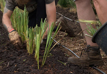 The Professional’s Handbook: Installing and Managing Vetiver Systems