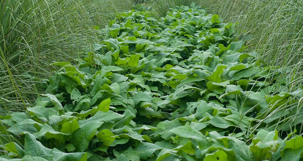 O Multiplicador Agrícola: Como os Sistemas de Vetiver Impulsionam a Produtividade, Reduzem os Custos dos Insumos e Aumentam os Lucros Agrícolas