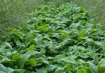 The Agricultural Multiplier: How Vetiver Systems Drive Yield, Slash Inputs, and Boost Farm Profits