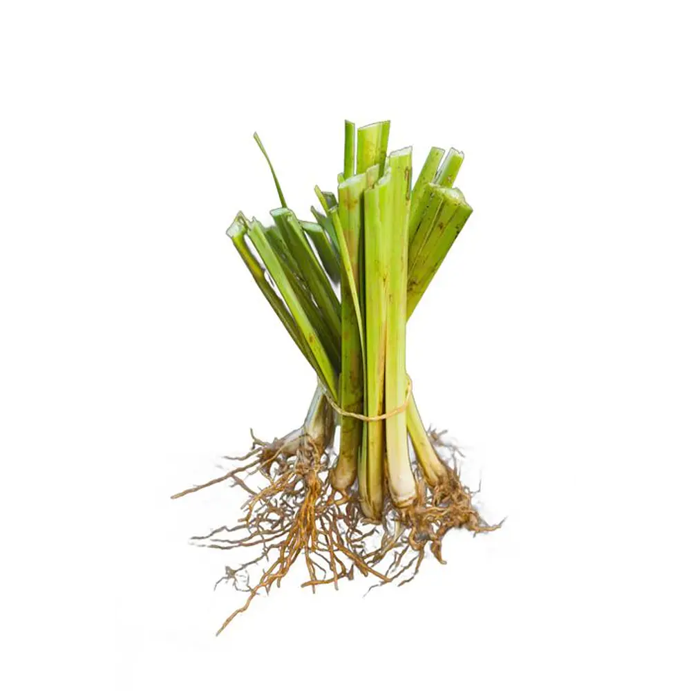 Plantas Vetiver Biológico (Slips) - Controlo de Erosão e Estabilização de Taludes