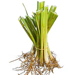 Plantas Vetiver Biológico (Slips) - Controlo de Erosão e Estabilização de Taludes