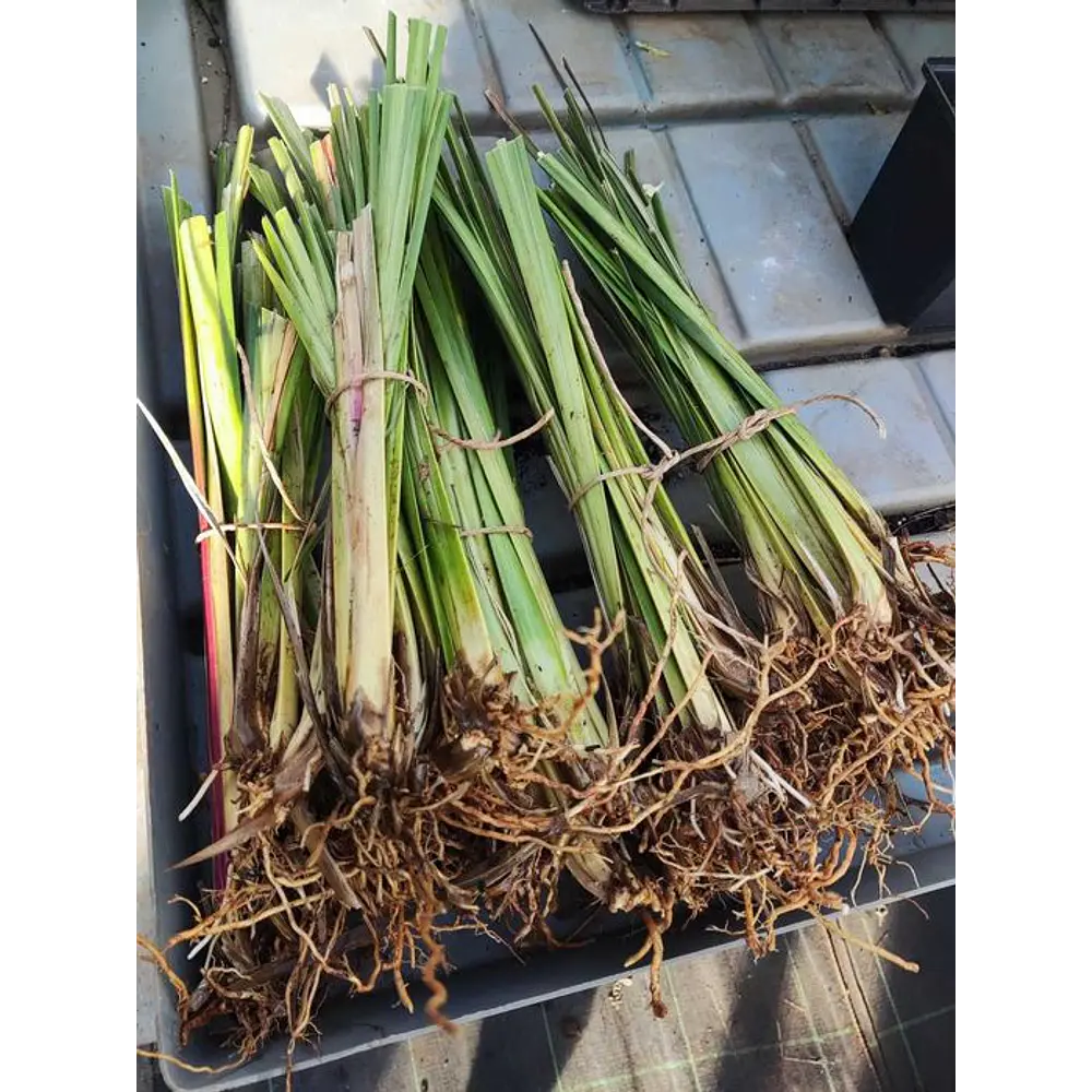 Plantas Vetiver Biológico (Slips) - Controlo de Erosão e Estabilização de Taludes