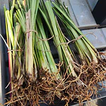 Plantas Vetiver Biológico (Slips) - Controlo de Erosão e Estabilização de Taludes