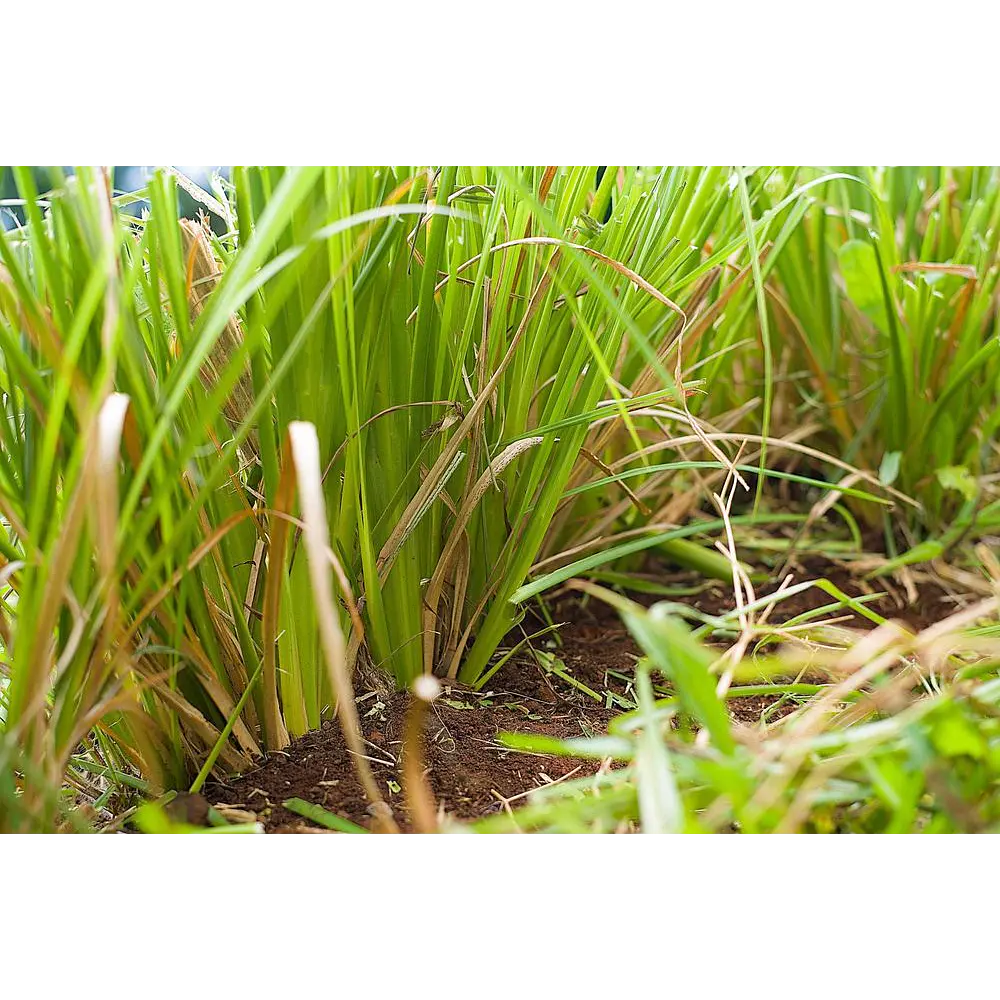 Plantas Vetiver Biológico (Slips) - Controlo de Erosão e Estabilização de Taludes