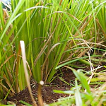 Plantas Vetiver Biológico (Slips) - Controlo de Erosão e Estabilização de Taludes