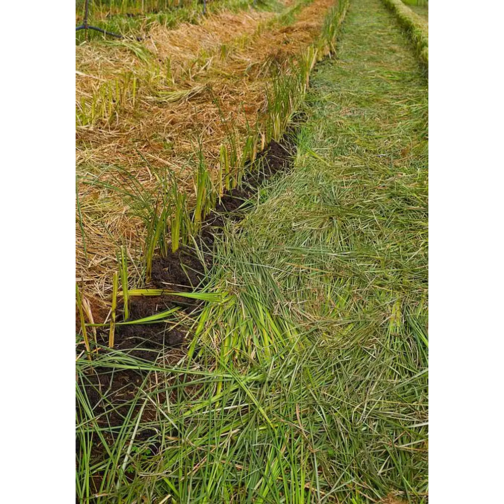 Plantas Vetiver Biológico (Slips) - Controlo de Erosão e Estabilização de Taludes
