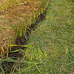 Plantas Vetiver Biológico (Slips) - Controlo de Erosão e Estabilização de Taludes