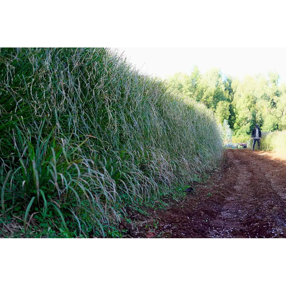 Plantas Vetiver Biológico (Slips) - Controlo de Erosão e Estabilização de Taludes