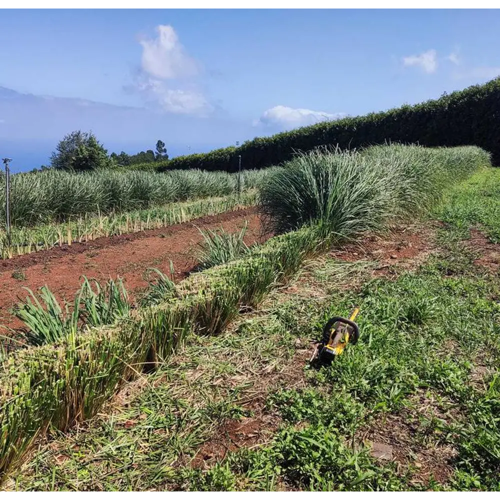Plantas Vetiver Biológico (Slips) - Controlo de Erosão e Estabilização de Taludes