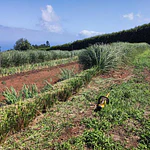 Plantas Vetiver Biológico (Slips) - Controlo de Erosão e Estabilização de Taludes