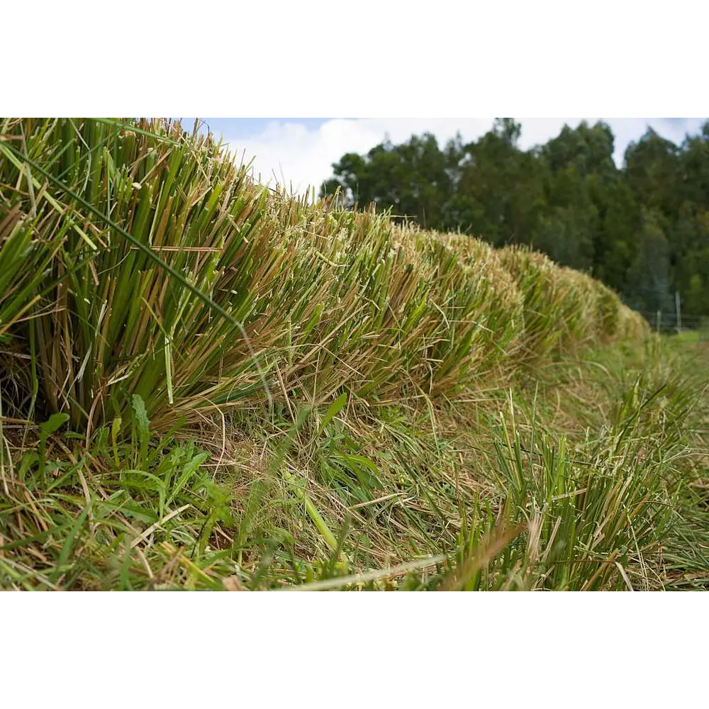 Plantas Vetiver Biológico (Slips) - Controlo de Erosão e Estabilização de Taludes