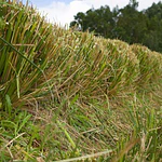 Plantas Vetiver Biológico (Slips) - Controlo de Erosão e Estabilização de Taludes