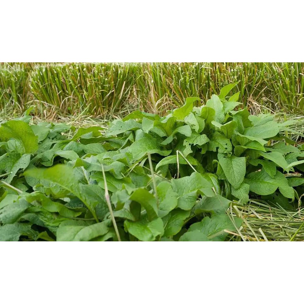 Raízes de Consolda Bocking 14 (Estéril) - O Adubo Natural da Permacultura