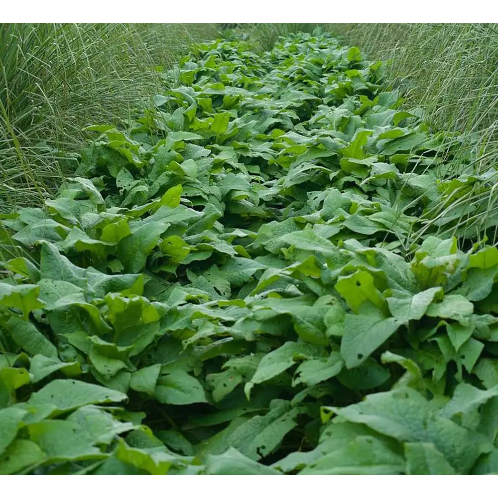 Raízes de Consolda Bocking 14 (Estéril) - O Adubo Natural da Permacultura