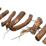 Raízes de Rábano-Picante (Horseradish) - Variedade Gourmet Super Robusta