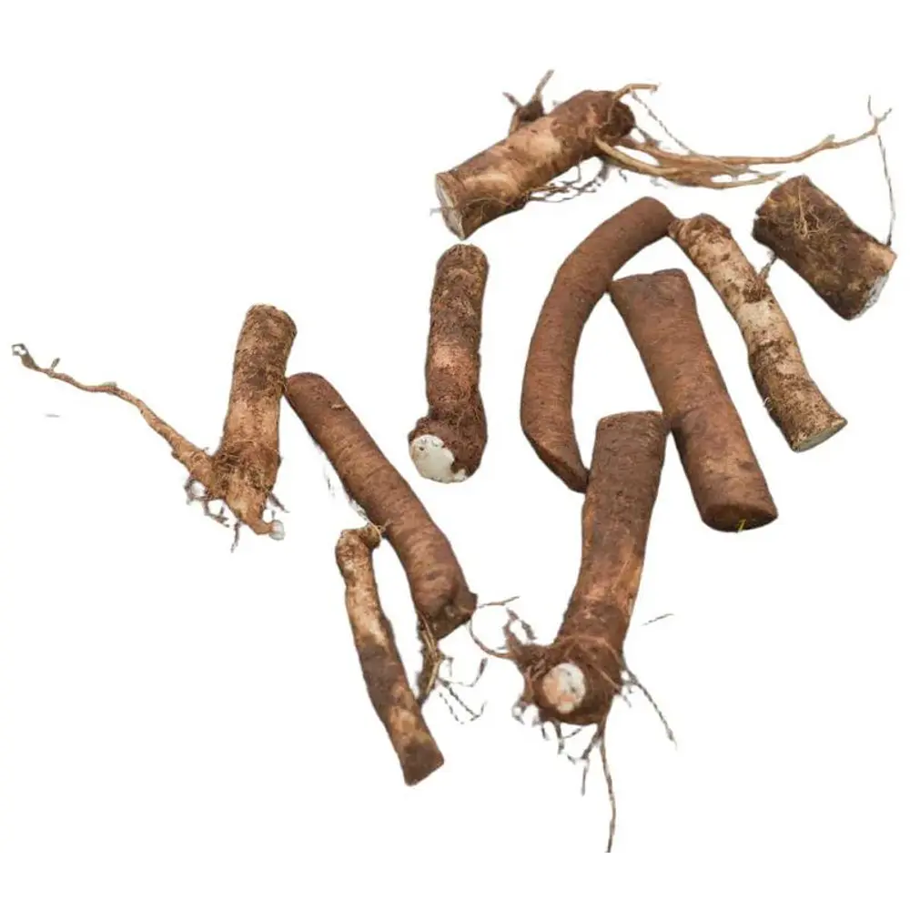 Raízes de Rábano-Picante (Horseradish) - Variedade Gourmet Super Robusta