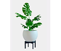 MONSTERA ARTIFICIAL