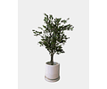 FICUS BENJAMINA