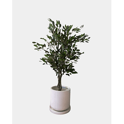 FICUS BENJAMINA