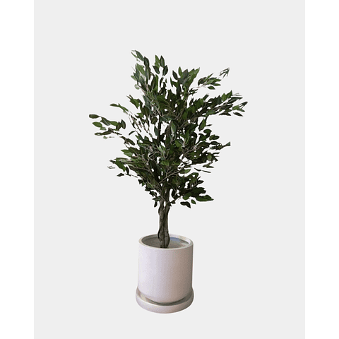 FICUS BENJAMINA
