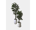 FICUS BENJAMINA