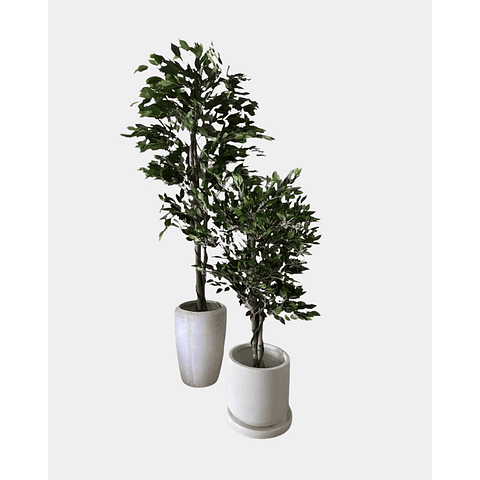 FICUS BENJAMINA
