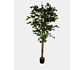 FICUS BENJAMINA