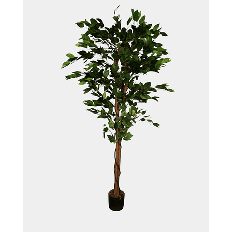 FICUS BENJAMINA