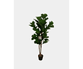 FICUS LYRATA