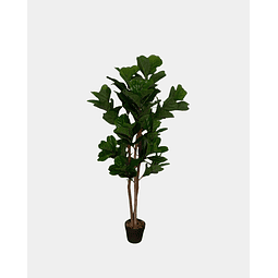 FICUS LYRATA