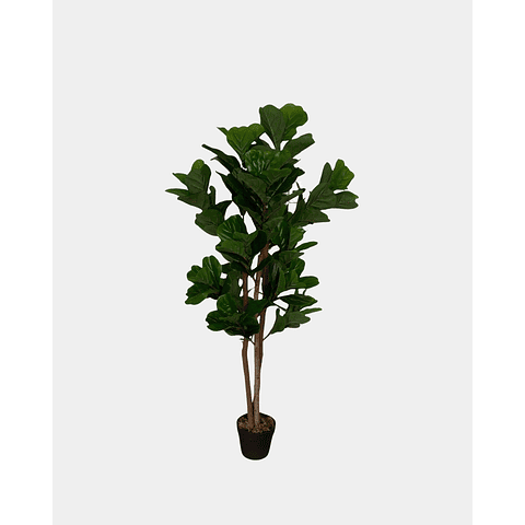 FICUS LYRATA