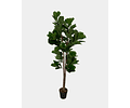 FICUS LYRATA