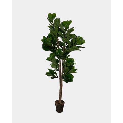 FICUS LYRATA