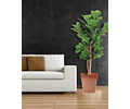 FICUS LYRATA