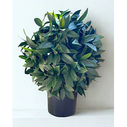 LAUREL ARTIFICIAL UV