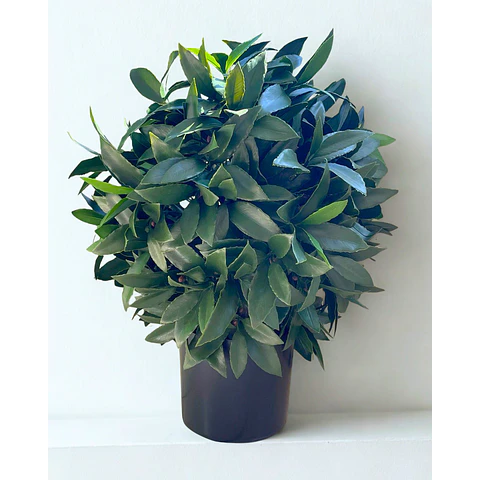 LAUREL ARTIFICIAL UV