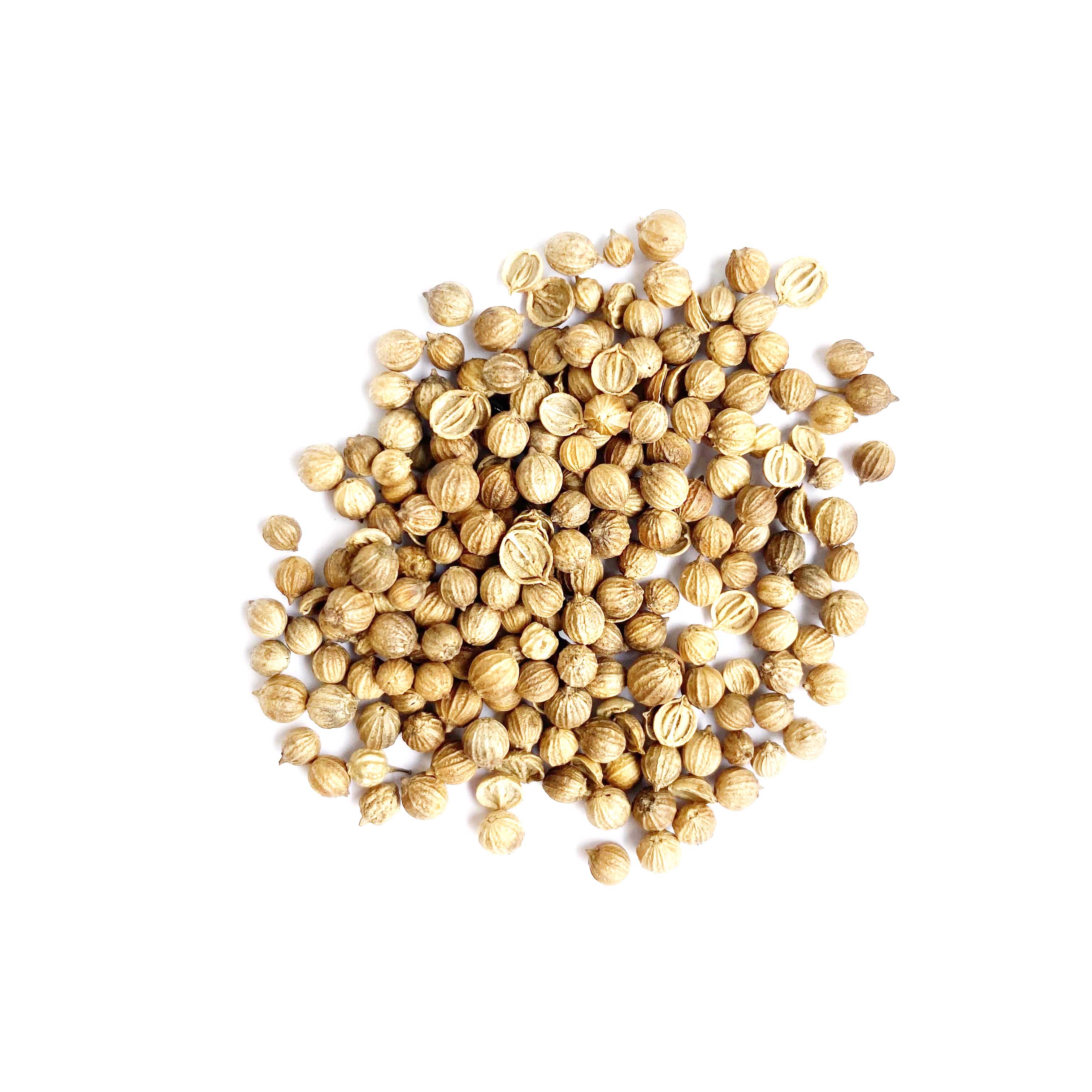 Semillas cilantro
