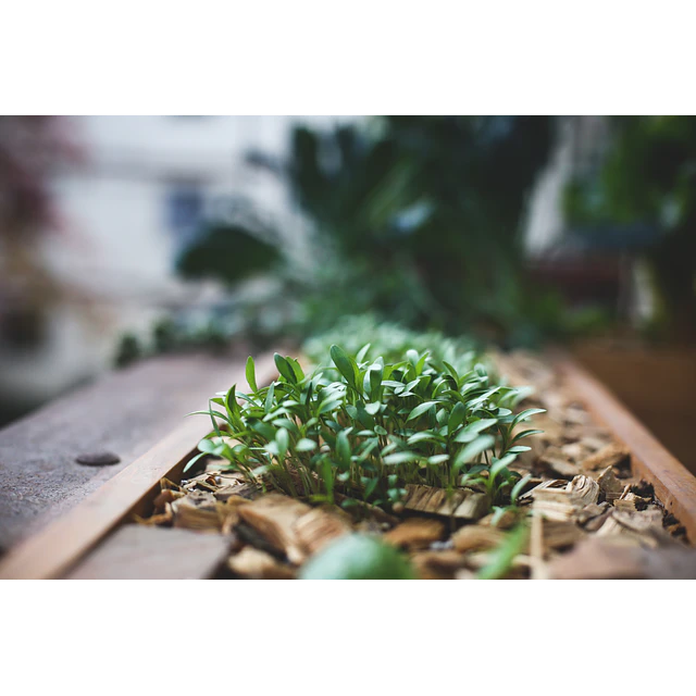 TALLER HUERTO OTOÑO/INVIERNO EN ESPACIOS PEQUEÑOS