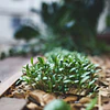 TALLER HUERTO OTOÑO/INVIERNO EN ESPACIOS PEQUEÑOS