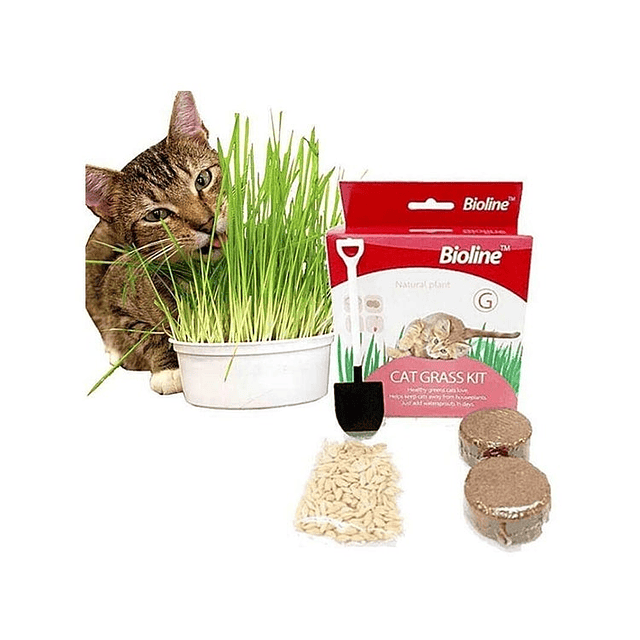 CAT GRASS KIT 