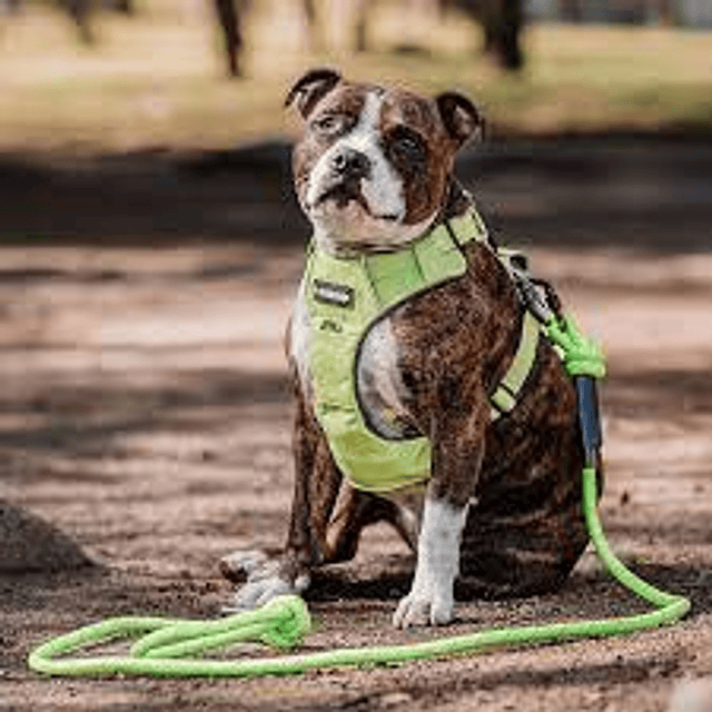 PETLOUNGE ARNES OUTDOOR VERDE S