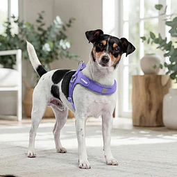 PETLOUNGE ARNES EASY GLAM MORADO M