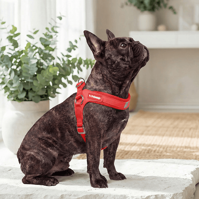 PETLOUNGE ARNES EASY GLAM ROJO S