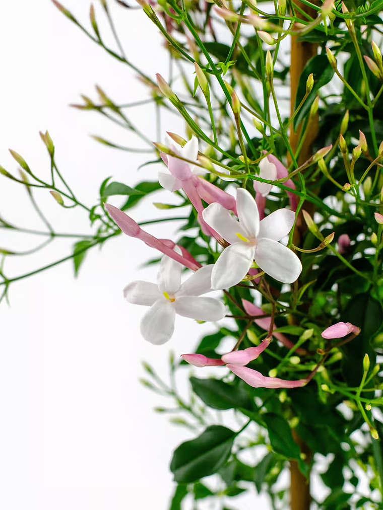 Pack Queimador Dourado 3