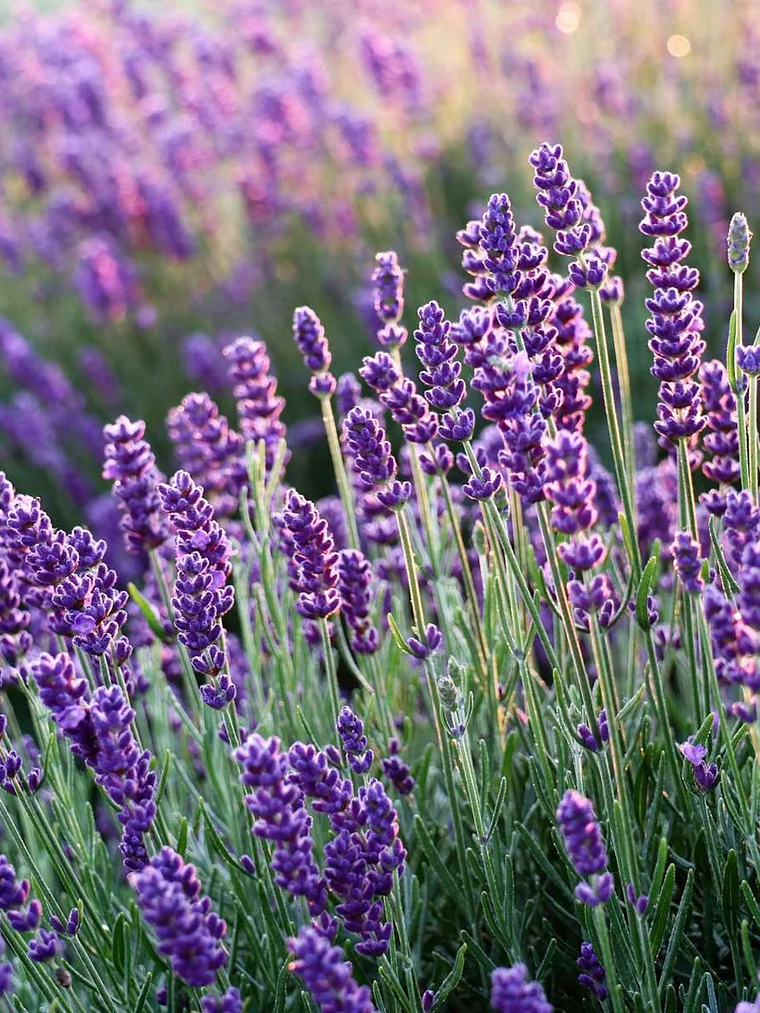 Pack Queimador Dourado 4