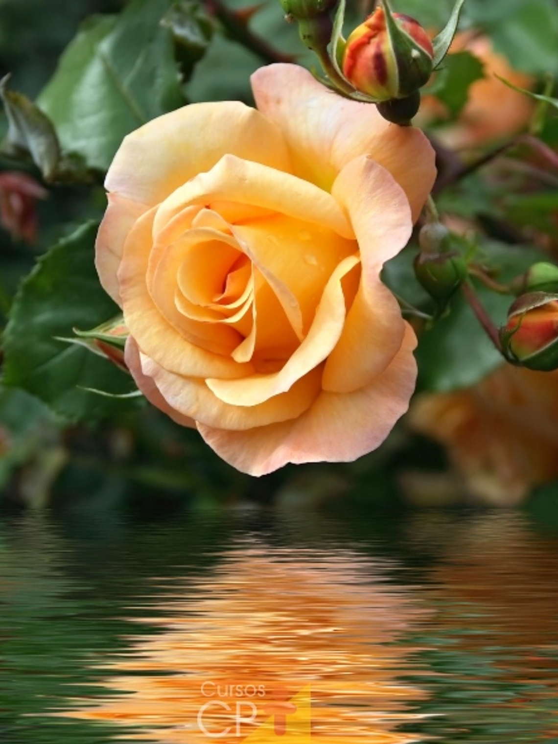 Pack Queimador Dourado 5