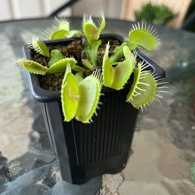 Venus Atrapamoscas (Dionaea Muscípula) - Grande 1