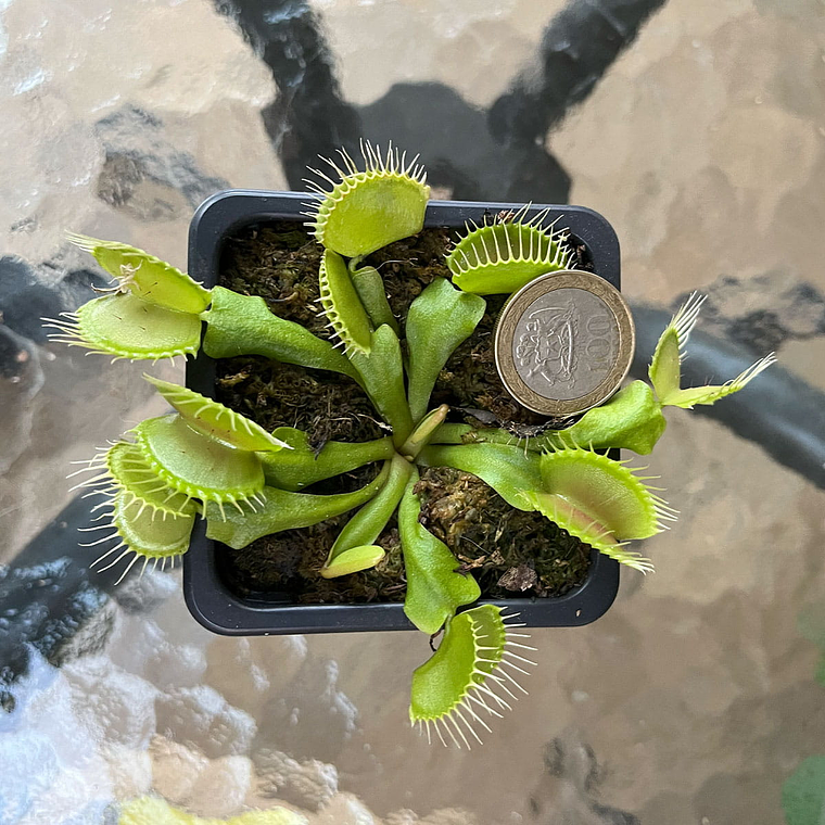 Venus Atrapamoscas (Dionaea Muscípula) - Grande 2