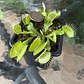 Venus Atrapamoscas (Dionaea Muscípula) - Grande - Miniatura 3